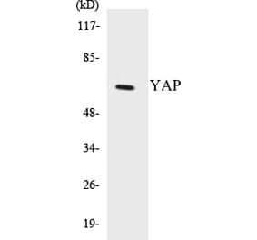 Western Blot - YAP Cell Based ELISA Kit (CB5738) - Antibodies.com