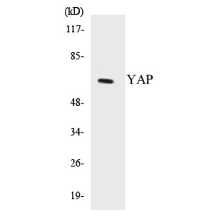 Western Blot - YAP Cell Based ELISA Kit (CB5738) - Antibodies.com