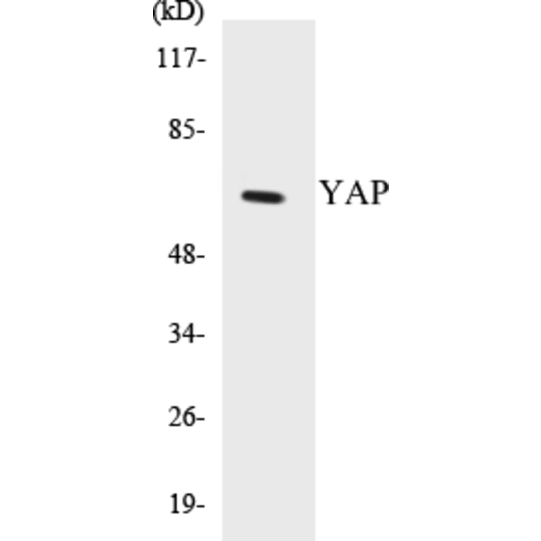 Western Blot - YAP Cell Based ELISA Kit (CB5738) - Antibodies.com
