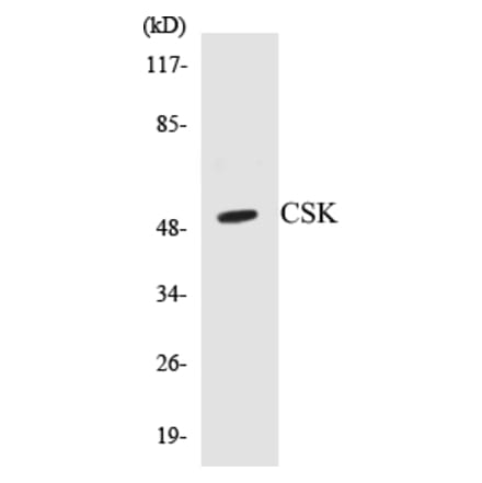 Western Blot - CSK Cell Based ELISA Kit (CB5177) - Antibodies.com