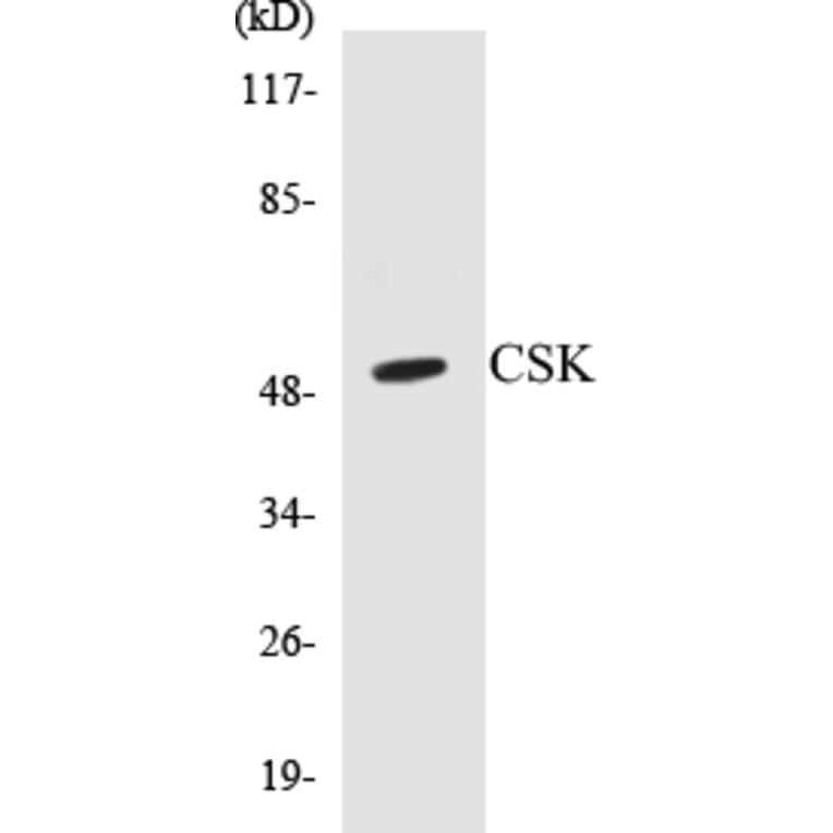 Western Blot - CSK Cell Based ELISA Kit (CB5177) - Antibodies.com