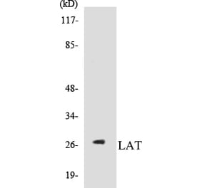 Western Blot - LAT Cell Based ELISA Kit (CB5414) - Antibodies.com