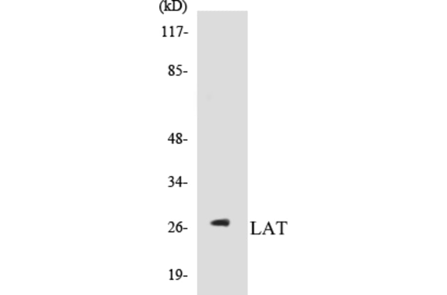 Western Blot - LAT Cell Based ELISA Kit (CB5414) - Antibodies.com