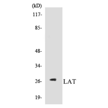 Western Blot - LAT Cell Based ELISA Kit (CB5414) - Antibodies.com