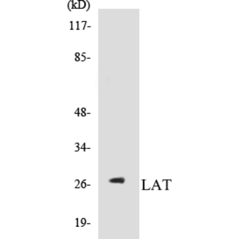 Western Blot - LAT Cell Based ELISA Kit (CB5414) - Antibodies.com