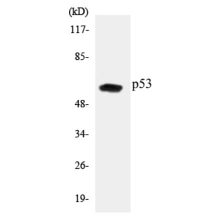 Western Blot - p53 Cell Based ELISA Kit (CB5518) - Antibodies.com
