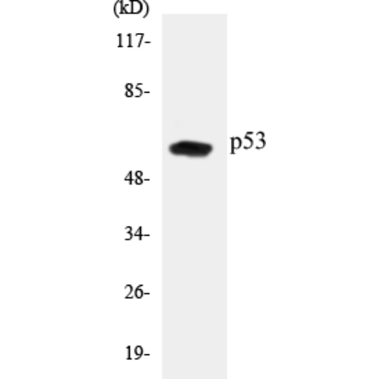 Western Blot - p53 Cell Based ELISA Kit (CB5518) - Antibodies.com