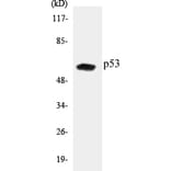 Western Blot - p53 Cell Based ELISA Kit (CB5518) - Antibodies.com