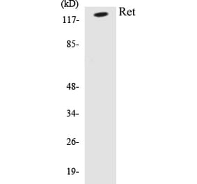Western Blot - Ret Cell Based ELISA Kit (CB5605) - Antibodies.com