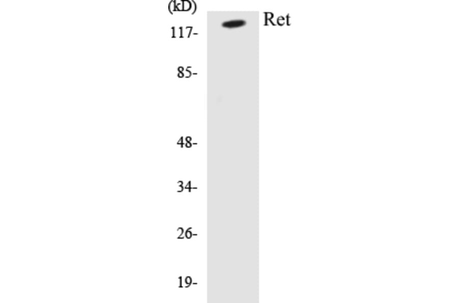 Western Blot - Ret Cell Based ELISA Kit (CB5605) - Antibodies.com