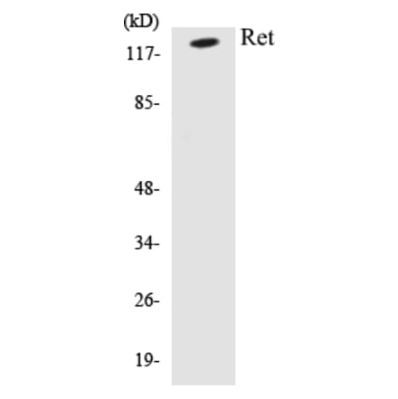 Western Blot - Ret Cell Based ELISA Kit (CB5605) - Antibodies.com