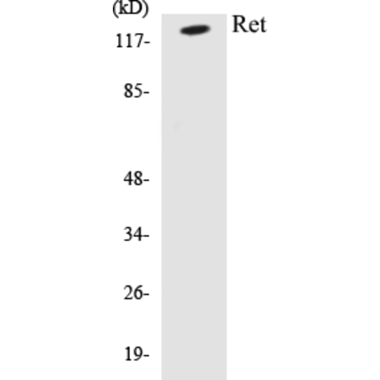 Western Blot - Ret Cell Based ELISA Kit (CB5605) - Antibodies.com