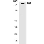 Western Blot - Ret Cell Based ELISA Kit (CB5605) - Antibodies.com