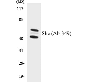 Western Blot - Shc Cell Based ELISA Kit (CB5628) - Antibodies.com