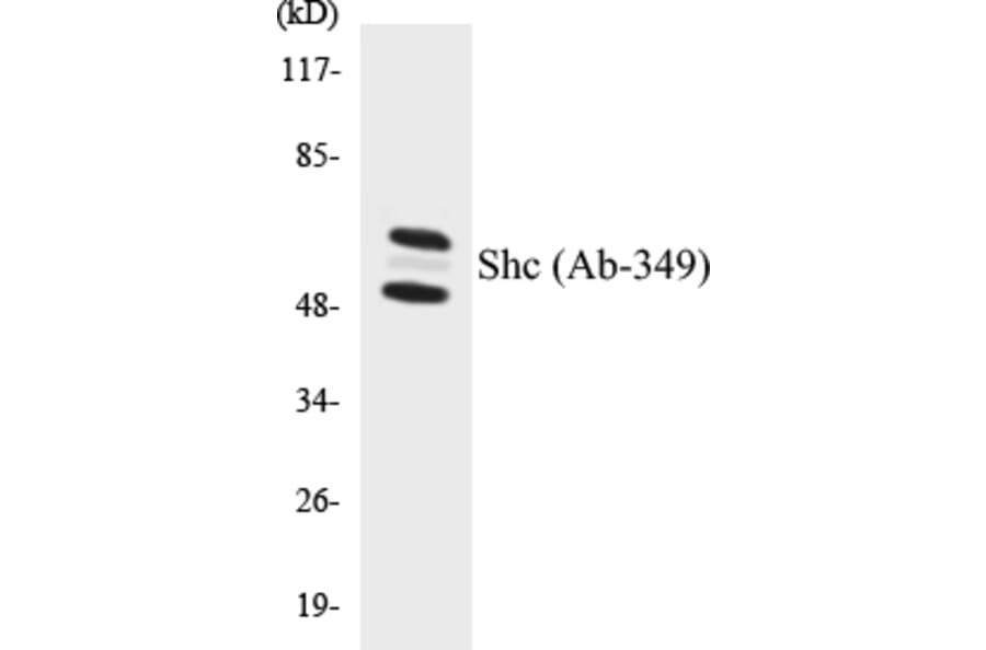 Western Blot - Shc Cell Based ELISA Kit (CB5628) - Antibodies.com