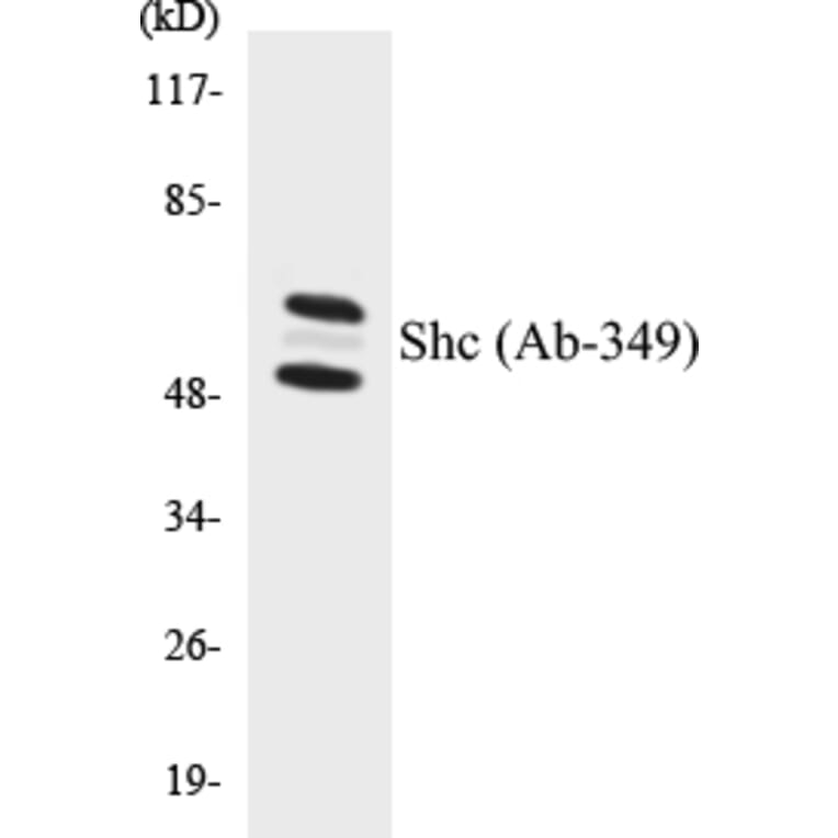 Western Blot - Shc Cell Based ELISA Kit (CB5628) - Antibodies.com