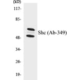 Western Blot - Shc Cell Based ELISA Kit (CB5628) - Antibodies.com