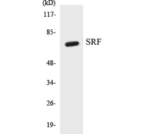 Western Blot - SRF Cell Based ELISA Kit (CB5651) - Antibodies.com