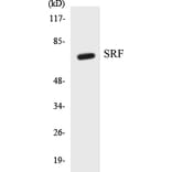 Western Blot - SRF Cell Based ELISA Kit (CB5651) - Antibodies.com