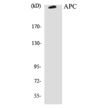 Western Blot - APC Cell Based ELISA Kit (CB5045) - Antibodies.com