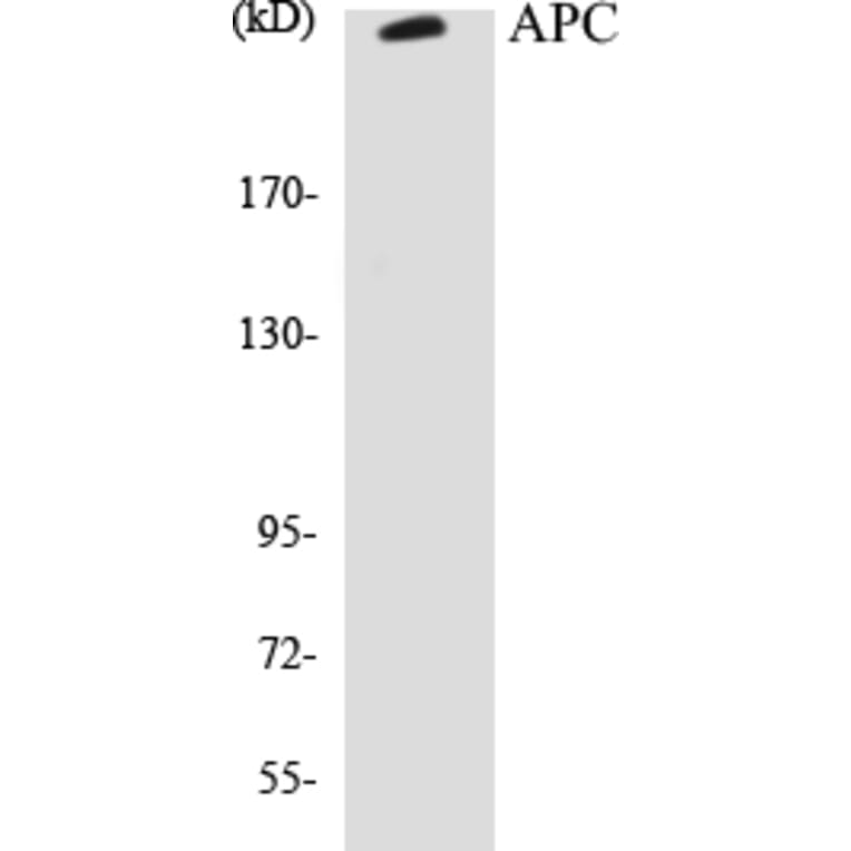 Western Blot - APC Cell Based ELISA Kit (CB5045) - Antibodies.com