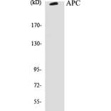 Western Blot - APC Cell Based ELISA Kit (CB5045) - Antibodies.com