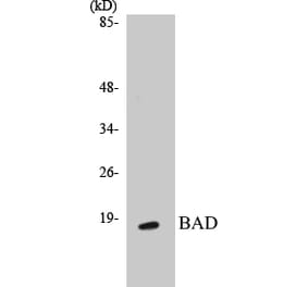 Western Blot - BAD Cell Based ELISA Kit (CB5064) - Antibodies.com
