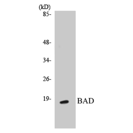 Western Blot - BAD Cell Based ELISA Kit (CB5064) - Antibodies.com