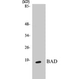 Western Blot - BAD Cell Based ELISA Kit (CB5064) - Antibodies.com