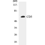 Western Blot - CD5 Cell Based ELISA Kit (CB5120) - Antibodies.com