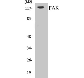 Western Blot - FAK Cell Based ELISA Kit (CB5255) - Antibodies.com