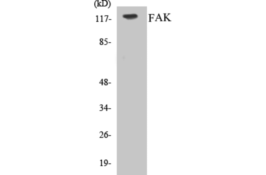 Western Blot - FAK Cell Based ELISA Kit (CB5255) - Antibodies.com