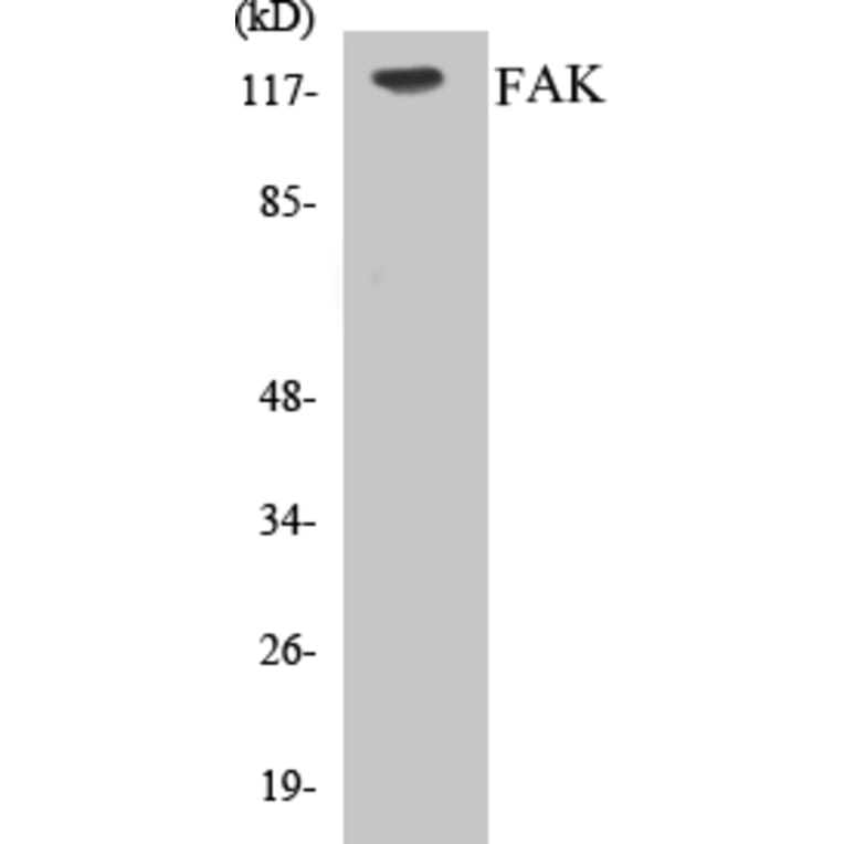 Western Blot - FAK Cell Based ELISA Kit (CB5255) - Antibodies.com
