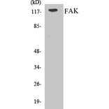 Western Blot - FAK Cell Based ELISA Kit (CB5255) - Antibodies.com