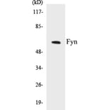 Western Blot - Fyn Cell Based ELISA Kit (CB5279) - Antibodies.com