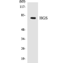 Western Blot - HGS Cell Based ELISA Kit (CB5331) - Antibodies.com