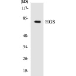 Western Blot - HGS Cell Based ELISA Kit (CB5331) - Antibodies.com