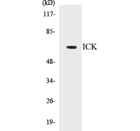 Western Blot - ICK Cell Based ELISA Kit (CB5354) - Antibodies.com