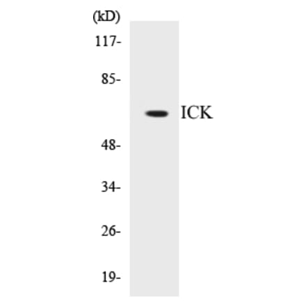 Western Blot - ICK Cell Based ELISA Kit (CB5354) - Antibodies.com