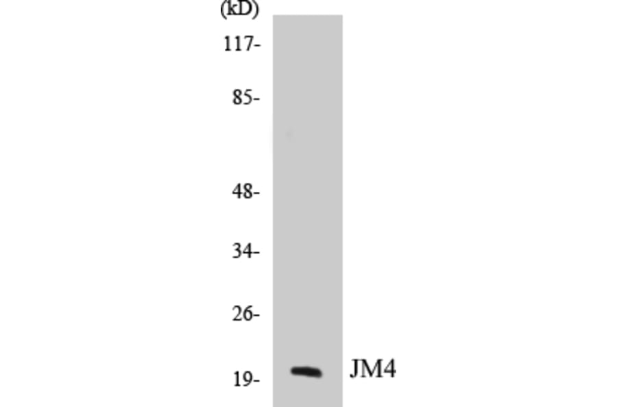 Western Blot - JM4 Cell Based ELISA Kit (CB5388) - Antibodies.com