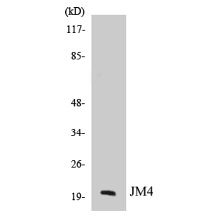Western Blot - JM4 Cell Based ELISA Kit (CB5388) - Antibodies.com