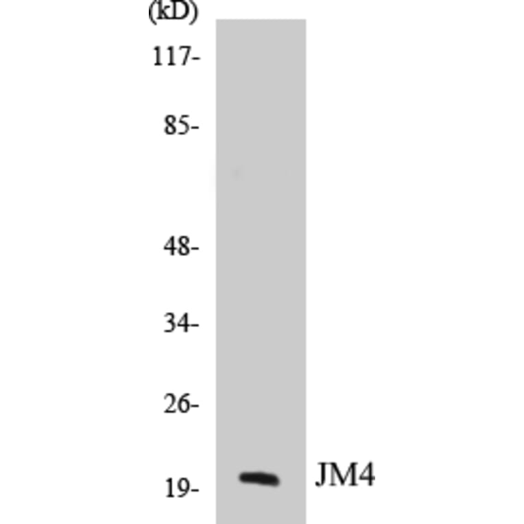 Western Blot - JM4 Cell Based ELISA Kit (CB5388) - Antibodies.com