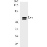 Western Blot - Lyn Cell Based ELISA Kit (CB5419) - Antibodies.com