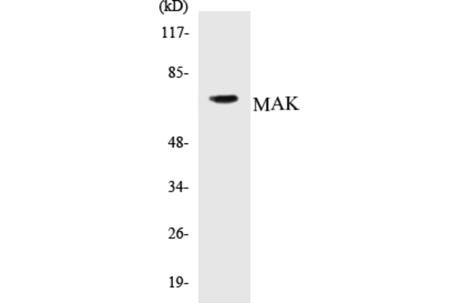 Western Blot - MAK Cell Based ELISA Kit (CB5421) - Antibodies.com