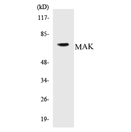Western Blot - MAK Cell Based ELISA Kit (CB5421) - Antibodies.com