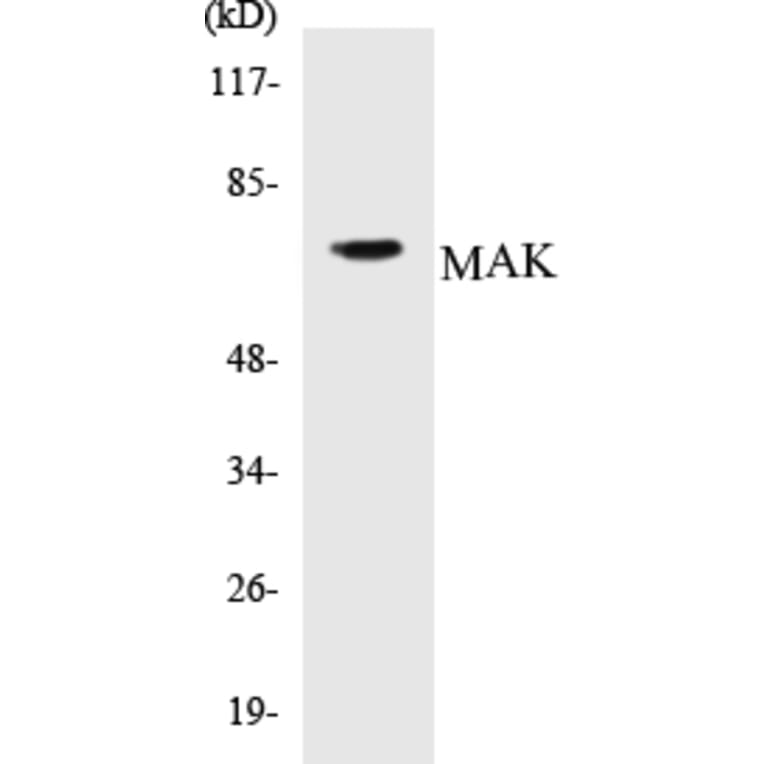 Western Blot - MAK Cell Based ELISA Kit (CB5421) - Antibodies.com