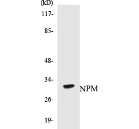 Western Blot - NPM Cell Based ELISA Kit (CB5495) - Antibodies.com