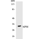 Western Blot - NPM Cell Based ELISA Kit (CB5495) - Antibodies.com