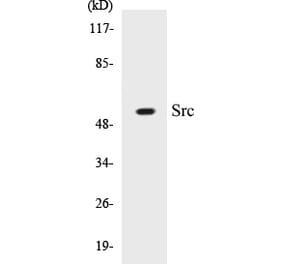 Western Blot - Src Cell Based ELISA Kit (CB5649) - Antibodies.com