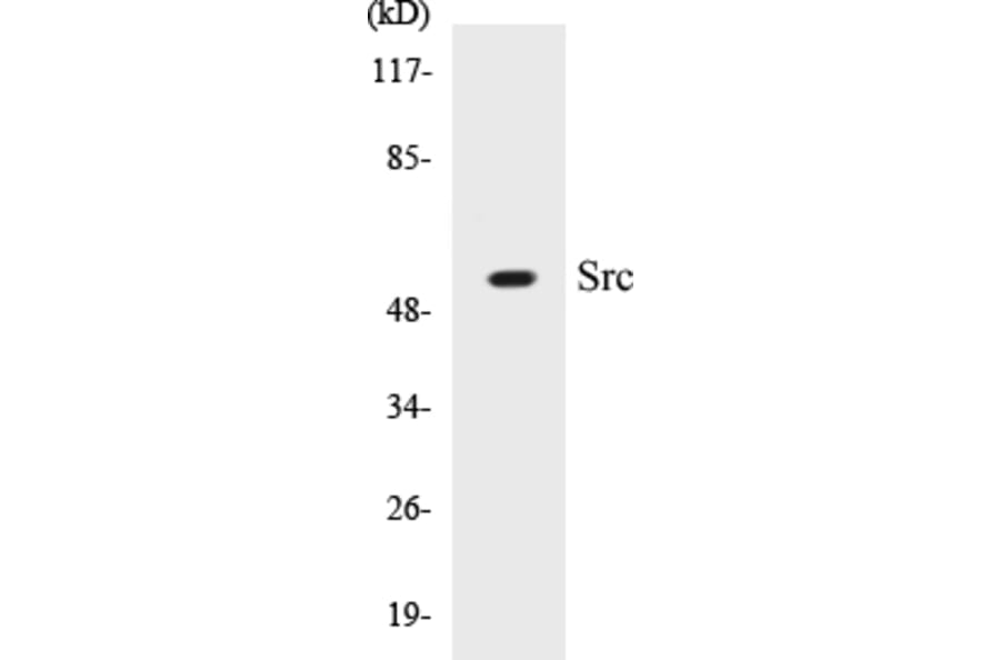 Western Blot - Src Cell Based ELISA Kit (CB5649) - Antibodies.com